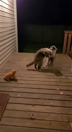 Mother Cat Fights Raccoon to Protect Her Kitten