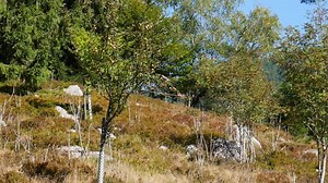 Free video - Nature, Bird, Tree, Flight