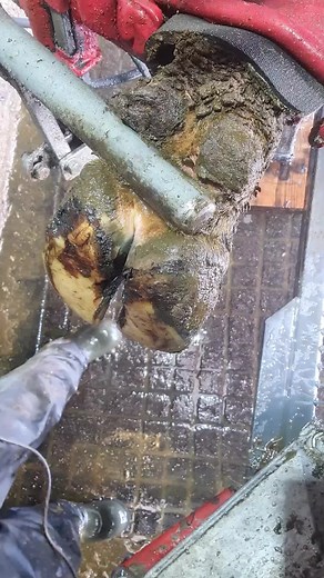 TamarHoofcare on TikTok