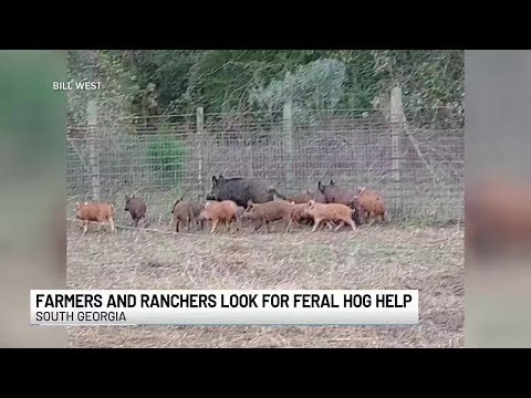 ‘Detrimental’: Wild hogs ravaging farmers, stealing crops and causing damage in South Georgia