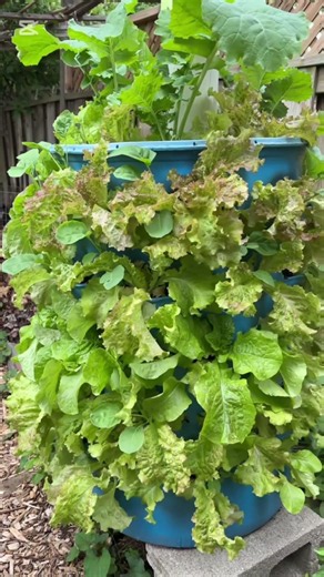 Lettuce Tower #2: 17-Day Transformation
