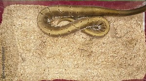 Ball python was slithering in the glass cabinet, waiting to be sold. It's a popular pet in Thailand.