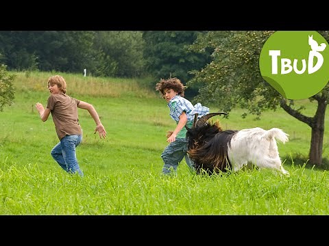 Bocksprünge (Folge 7) | Tiere bis unters Dach