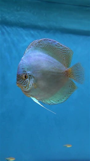 The big blue discus fish shimner. #aquarium #exoticaquariumfish