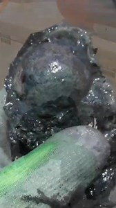 2.4K views · 59 reactions | Grape Shot in Concretion! #civilwar #amazing #cannonball #metaldetecting | Gigmaster | Facebook