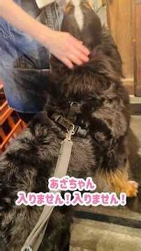 小伝馬町で可愛がってもらったバーニーズ🐾