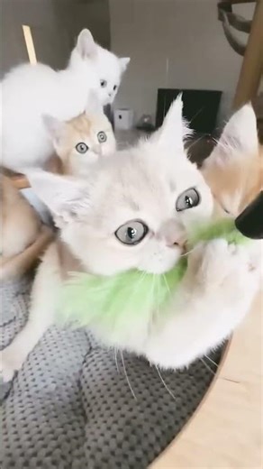 #music #dj #remix #edm #newmusic #cat #edms #cats #kitten #cute