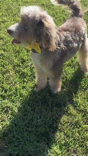 Aussiedoodle 🐶❤️ #beforeandafter #groomer