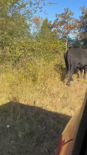 Never make plans when you have a farm. Welcome to chaos farms I say 😆 | County Line Farm