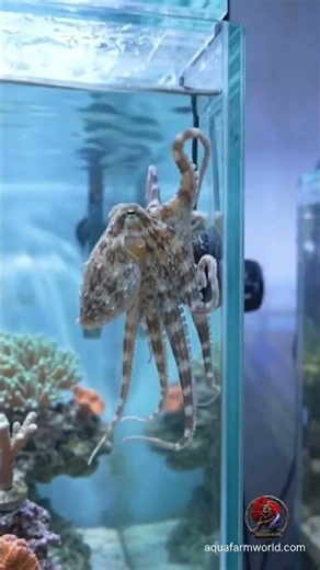 Can You Keep an Octopus as a Pet? 🐙 | Marine Aquarium
