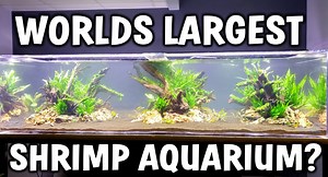 40K views · 339 reactions | OMG THIS TANK IS MASSIVE! 480 gallons and its all for dwarf shrimp... Flip Aquatics is planning on 10k+ dwarf shrimp in this aquarium. Make sure to give them a follow and be on the lookout for the first addition to the tank! | Aquapros | Facebook