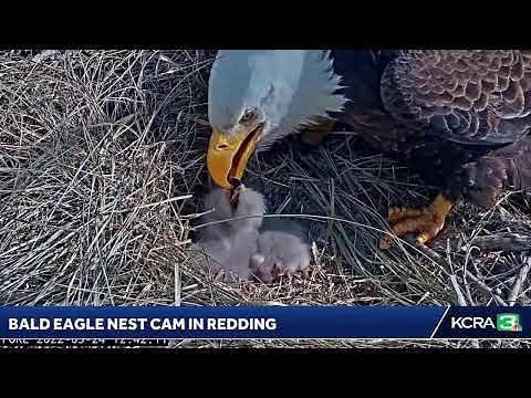 Here's a look at a live nest cam of bald eagles in Redding.