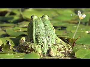 Life Cycle of a Frog