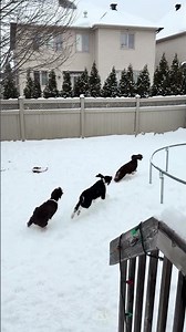 English Springer Spaniel Pups Go Wild in the Yard with Mama #puppy #puppylove