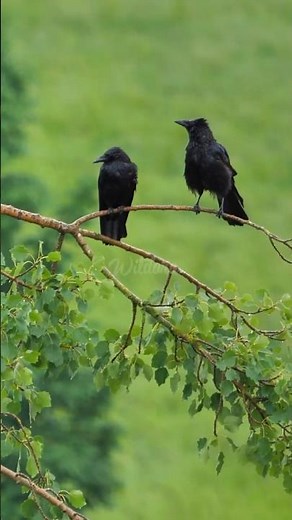 Raven: The Genius Bird of the Wild 🖤🐦✨ #wildora #facts