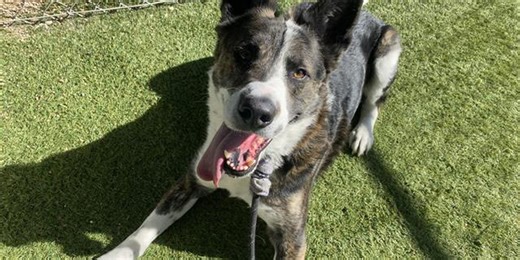 Volunteers help walk dogs at Maricopa County shelter
