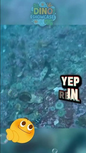 This Sea Clam Swims Like In a Cartoon!