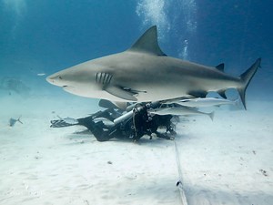 Tauchen mit Bullenhaien - DeepDiveMexico