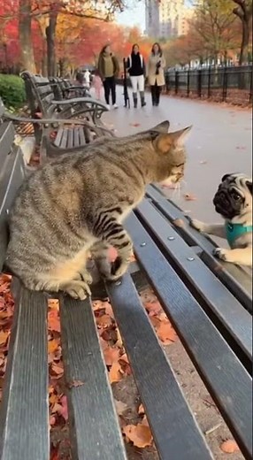 Cat vs Pug: An Adorable Standoff in the Park! #CatVsPug #Shorts