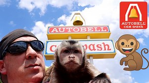 60K views · 5.5K reactions | Capuchin MonkeyMeela takes over for MonkeyBoo and visits AutoBell to get her boyfriend MonkeyBoo's pretty truck cleaned up! MonkeyBoo has an awesome girlfriend! Ladies would you clean your boyfriend's car for him? MonkeyBoo LOVES it when the MonkeyBoo Mobile is clean! Thanks to the crew at AutoBell! | MonkeyBoo | Facebook