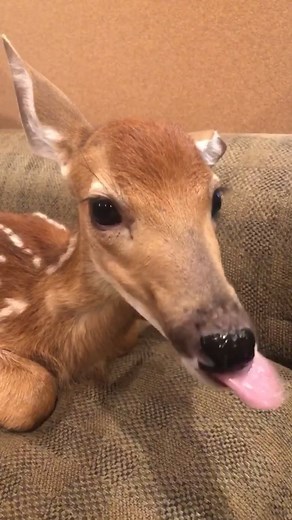 Relaxing Deer ASMR Video | Soothing Sounds of Nature