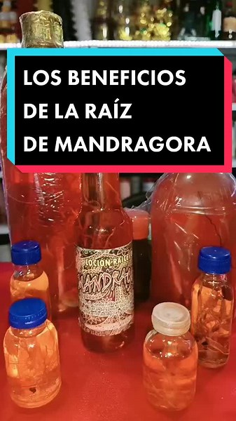 Beneficios de la Raíz de Mandrágora para la Prosperidad