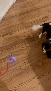 70K views · 1.5K reactions | My nana has the coolest toys! She got this robot ball that rolls all over the floor. It might be a cat toy. I might be a cat. | Clover & Buttercup | Facebook
