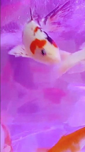 Stunning Koi Fish in Tranquil Pond | Soothing Fish Tank & Relaxation Video 2025