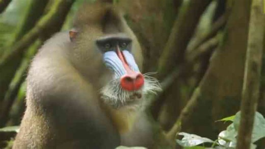 Strength vs bite vs intelligence: The primate tier list that flips expectations