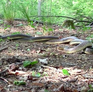 371K views · 650 shares | Grass snake is the rarest and longest snake in the Czech Republic #wildanimal #wildlife #snake | Snake Island | Facebook