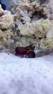 Mantis Shrimp VS Snail