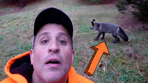 A little gray fox learns surprising lessons from the wild