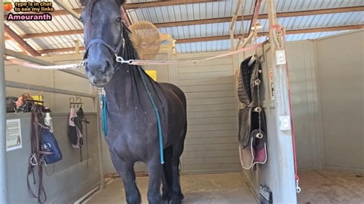 Horse Riding Lesson ⭐ Kyran my Friesian ⭐ English Riding