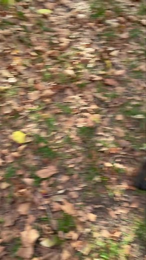 Goofy boy | Mighty Mutt Dog Training & Dog Walking