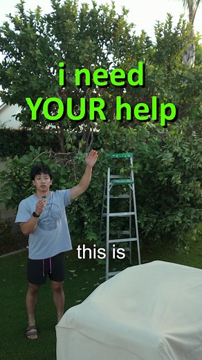 help me save our tree 😭🙏