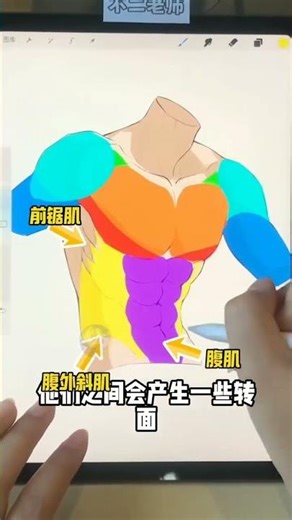 Master Male Torso Anatomy: Pro Tips for Shading & Muscles! #デジタルアニメアート #drawingtutorial #digitalart