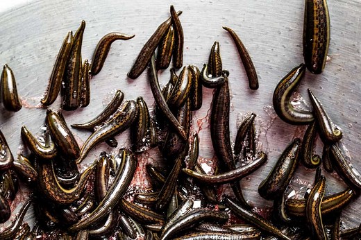 The Secret Life of Leeches, Blood-Sucking Aquatic Worms