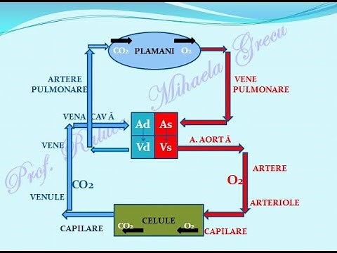 THE CIRCULATORY SYSTEM. THE HEART - Biology Lessons