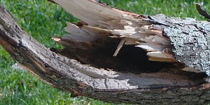 How to check your trees for damage ahead of the next round of severe weather