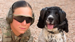 170K views · 4.3K reactions | Military working dogs have their own Personal Protective Equipment to protect them from their surroundings while in Jordan for Exercise Shamal Storm. Watch the full video on our YouTube channel to find out about their training: https://youtu.be/bNELRKHk9Zw | British Army | Facebook