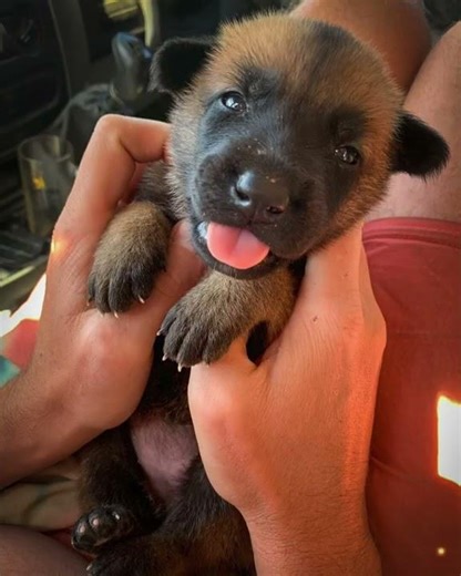 Belgian Malinois Puppy to Dog (Timelapse) Watch From 3 Weeks to 1 Year!