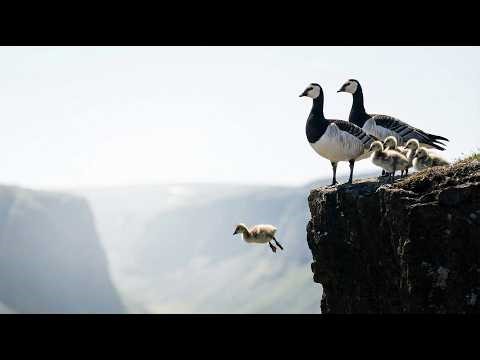 The Unbelievable Survival Journey of Barnacle Goose Goslings