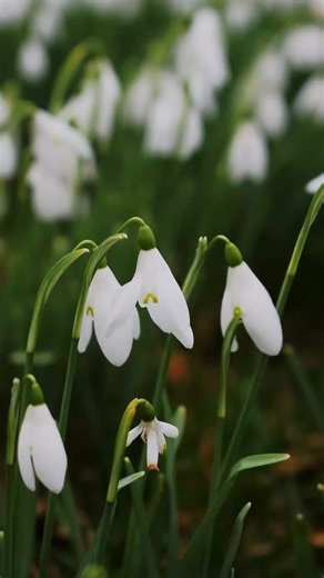 A promise of what is to come 🌿 These delightful snowdrops have popped up all over Mount Stuart’s grounds and brightened up the end of winter! We don’t know about you, but we couldn’t be happier to see these hopeful wee blooms ❄️ | Mount Stuart