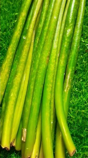 Health benefits of spring onions 👍👍👍 #springonions