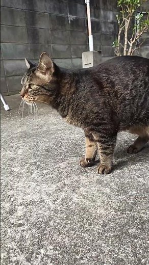 cat video 自宅に来た猫の動画 20251124 005■音声あり 縦画面 まろん、毛づくろい後は水飲み場にジャンプ移動。 #cat #cute #ネコ