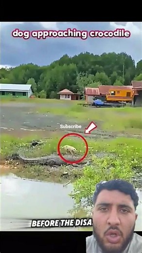 crocodile attack for dog very dangerous scene 😱#crocodile #attack #dog #dangerous