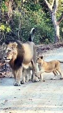 THE KING RETURNS... And The Cubs Rush To Meet Him 🦁❤️