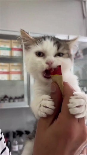 31K views · 1.7K reactions | Little Thing and her love of eating food奈癩 #cat #cats #vetlife | MY Lovely Pet | Facebook