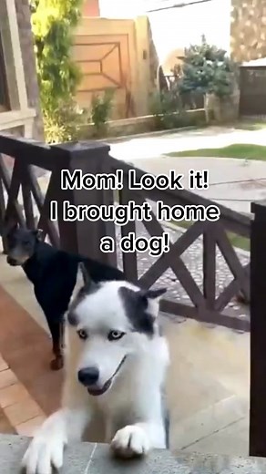 Who's going to tell him he's not a dog ? #dogs #doglover #staffy #dogsofttiktok #doglove #doglife #funnydog #funnydogs #funnydogvideos #puppy #puppiesoftiktok #pitbulllove @@funnyfuzzy_pet