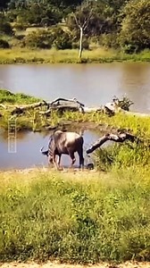 163K views · 612 reactions | Animals HD on Reels | Facebook